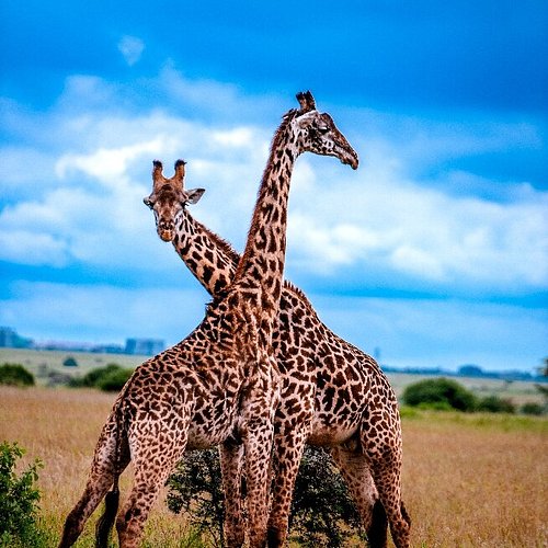 Kenya
